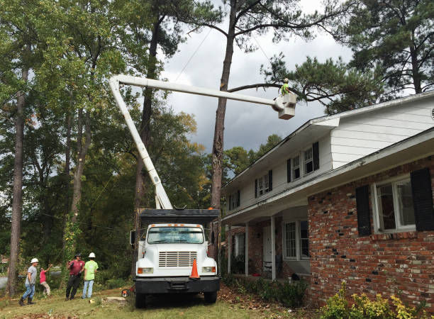 Best Emergency Tree Removal  in Panora, IA