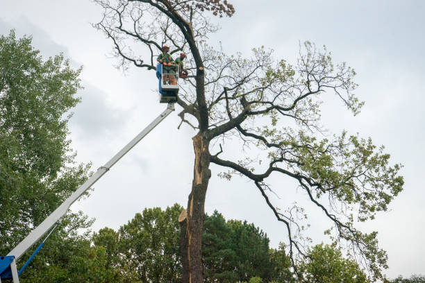 Best Utility Line Clearance  in Panora, IA