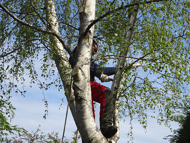 Best Palm Tree Trimming  in Panora, IA